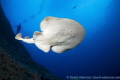   This Giant Pacific Electric Ray who takes swim above lens giving nice perspective underneath ray.  